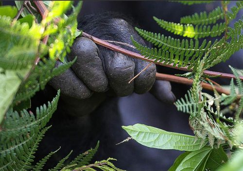 Bwindi Forest National Park