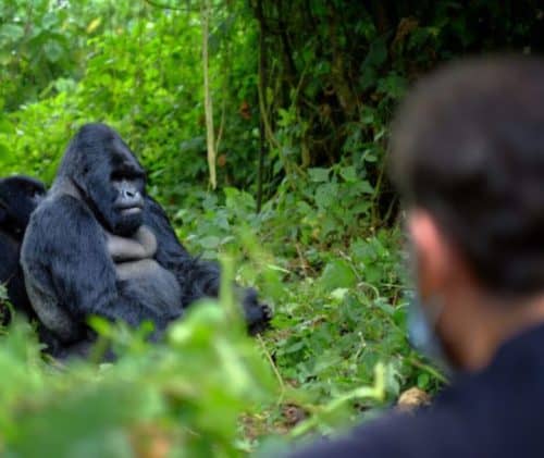 Gorilla watching in Rwanda's lush rainforest with a visitor observing a silverback gorilla.