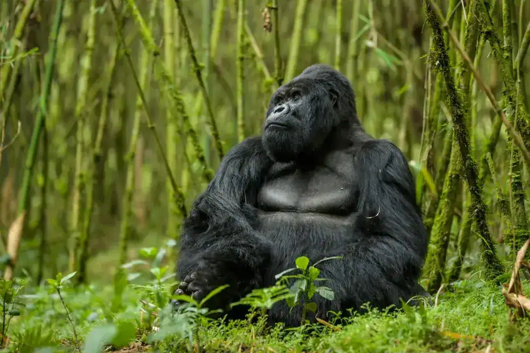 Gorilla Trekking Uganda