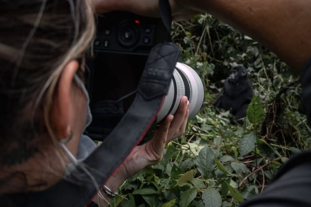 gorilla trekking safari