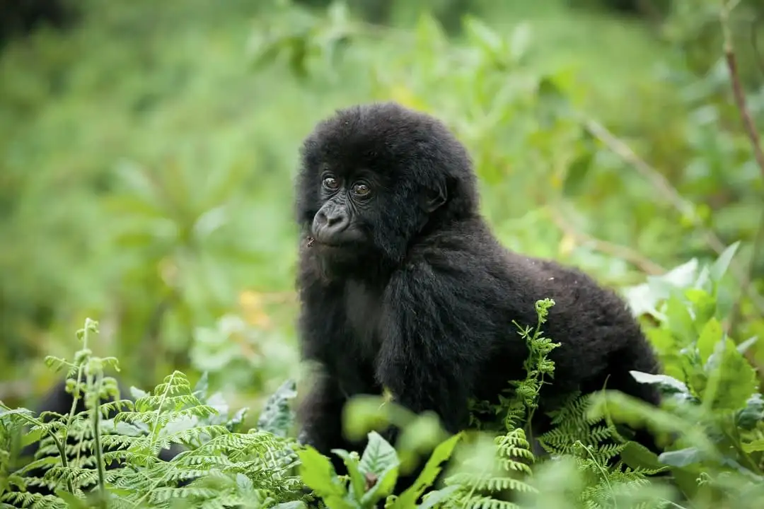 gorilla trekking in Bwindi Uganda