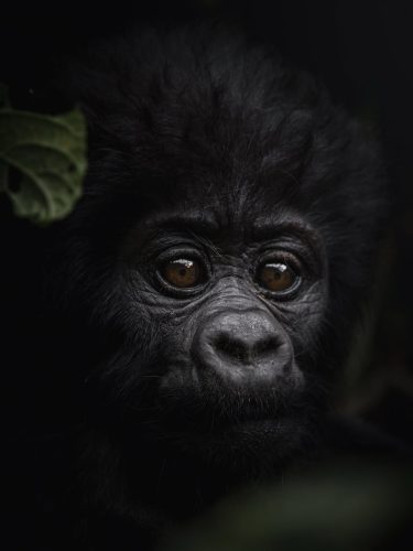 gorilla trekking