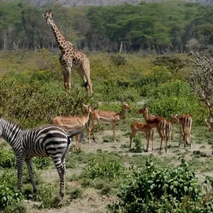 8 Days Kenya Big Five Safari Masai Mara, Amboseli & Naivasha