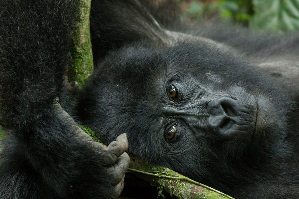 1 Day Gorilla Trekking Adventure in Uganda from Kigali