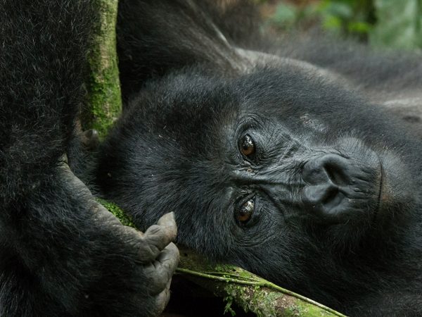 1 Day Gorilla Trekking Adventure in Uganda from Kigali