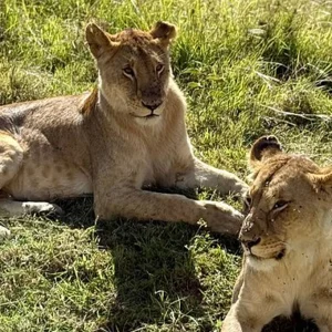 7 Days Luxury Kenya Safari in Masai Mara Big Five & Samburu