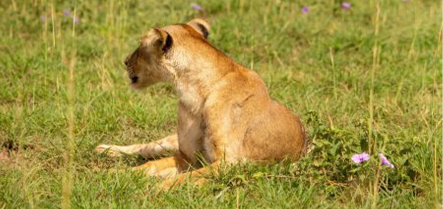 6 Day Uganda Gorilla Trekking & Big Five Safari