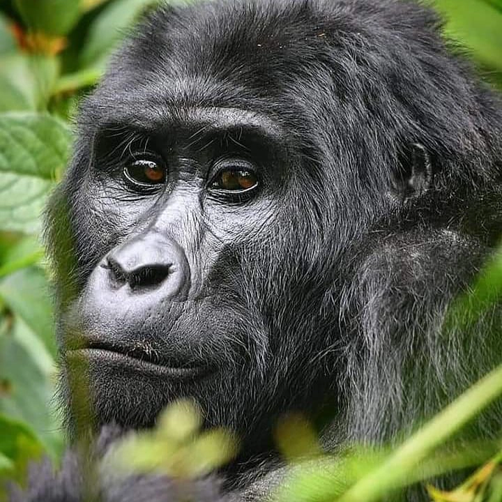 Uganda