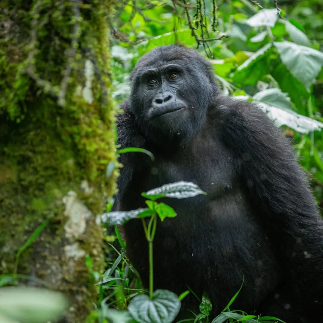Rwanda