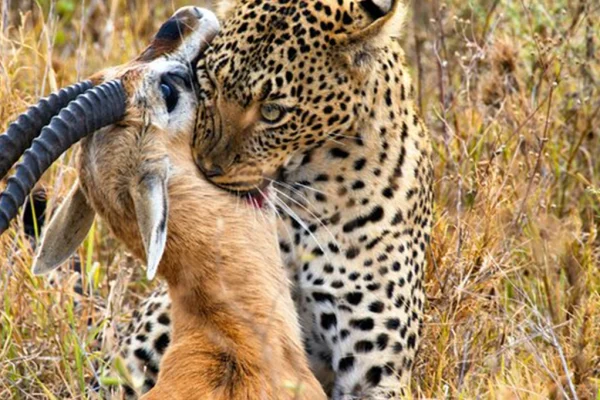 3 Days Serengeti and Ngorongoro Crater Safari
