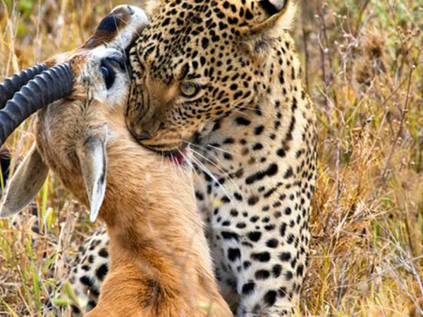 3 Days Serengeti and Ngorongoro Crater Safari