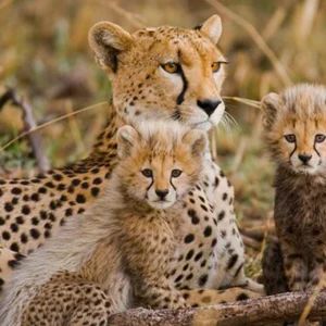 5 Day Wildlife Safari & Serengeti Hot-Air Balloon Ride