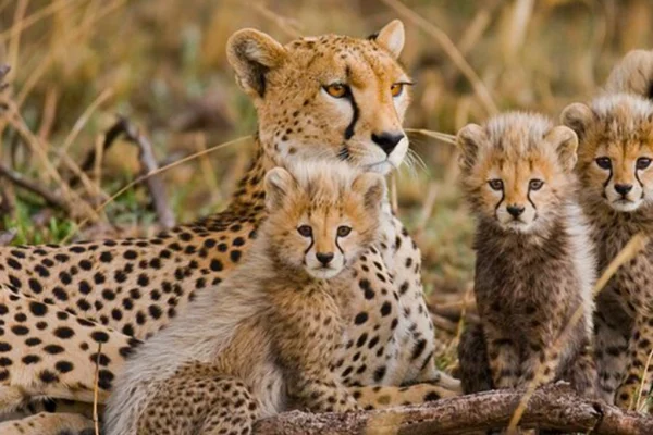 5 Day Wildlife Safari & Serengeti Hot-Air Balloon Ride