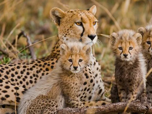 5 Day Wildlife Safari & Serengeti Hot-Air Balloon Ride