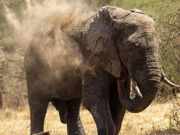 9 Days Luxury Kenya Safari Big Five & Masai Mara Migration