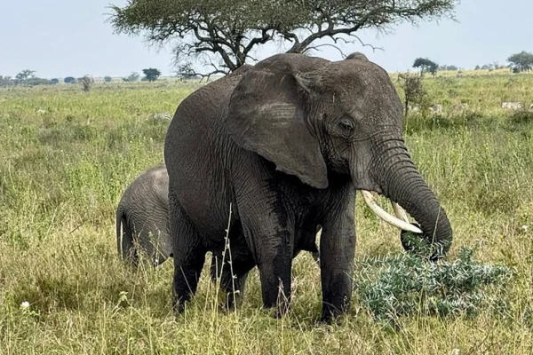 6 Day Majestic Tanzania Safari