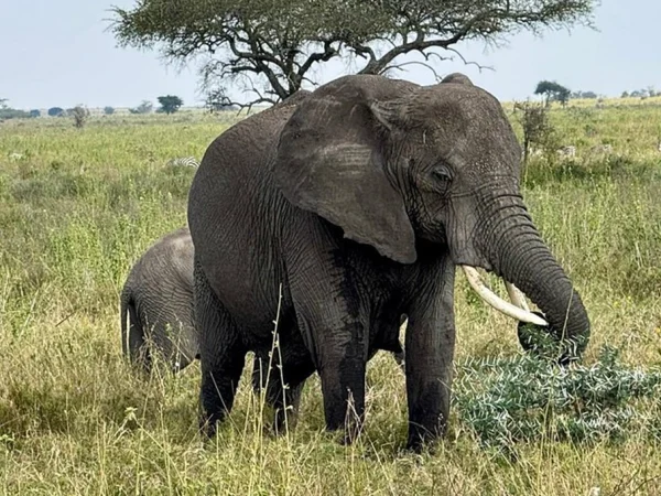 6 Day Majestic Tanzania Safari