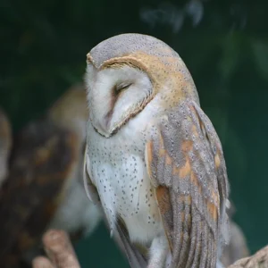 1 Day Uganda Wildlife Education Centre-Entebbe Tour