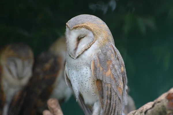 1 Day Uganda Wildlife Education Centre-Entebbe Tour