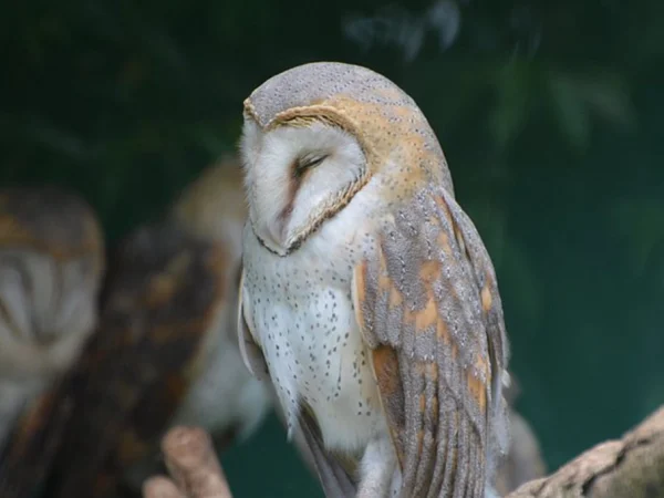 1 Day Uganda Wildlife Education Centre-Entebbe Tour