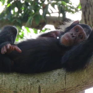 1 Day Ngamba Island Chimpanzee Tour Entebbe