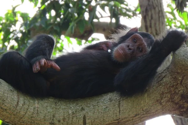 1 Day Ngamba Island Chimpanzee Tour Entebbe