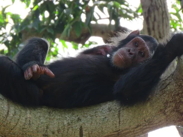 1 Day Ngamba Island Chimpanzee Tour Entebbe