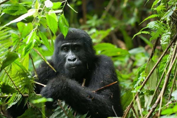 2 Day Bwindi Gorilla Tour from Entebbe Ending in Kigali