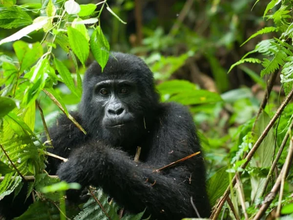 2 Day Bwindi Gorilla Tour from Entebbe Ending in Kigali