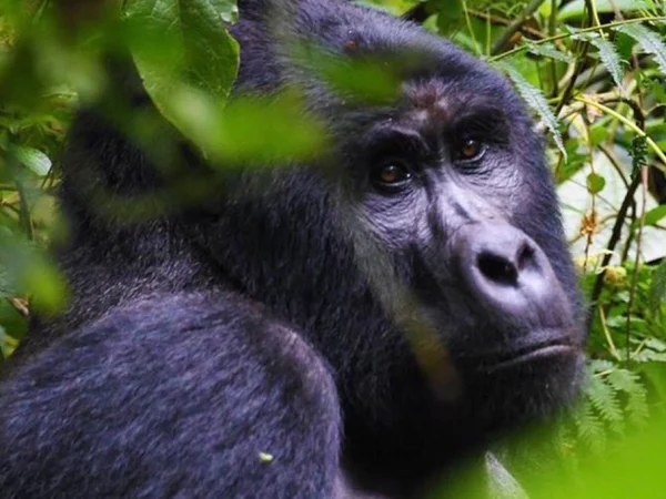 1 Day Gorilla Tracking Mgahinga from Kigali