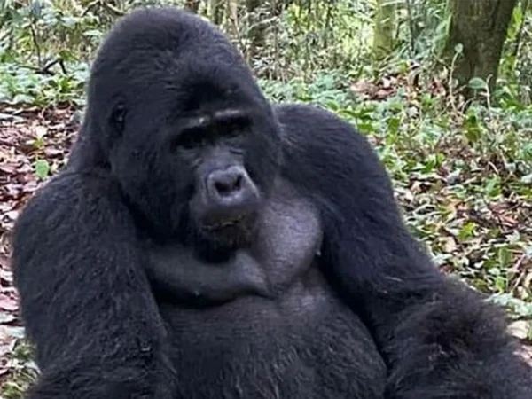 5 Day Gorilla Trekking Chimp Trekking & Wildlife Safari