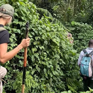 8 Day Uganda Honeymoon Safari Chimps and Gorilla Trekking