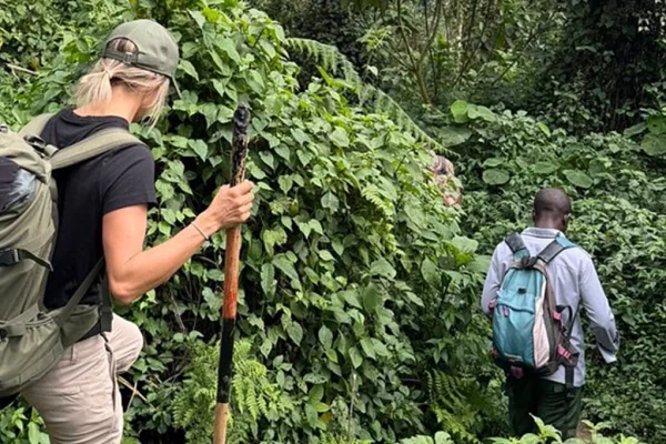 8 Day Uganda Honeymoon Safari Chimps and Gorilla Trekking