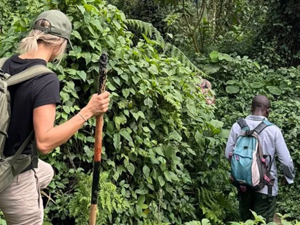 8 Day Uganda Honeymoon Safari Chimps and Gorilla Trekking