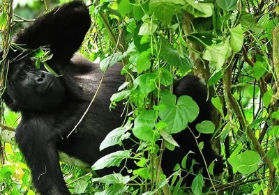 Uganda vs Rwanda Gorilla Trekking: Which Is Better?