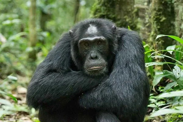14 Day Uganda Luxury Wildlife Safari and Gorilla Adventure