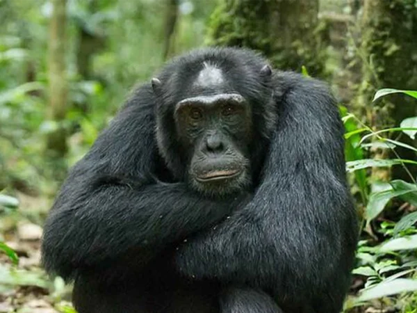 14 Day Uganda Luxury Wildlife Safari and Gorilla Adventure