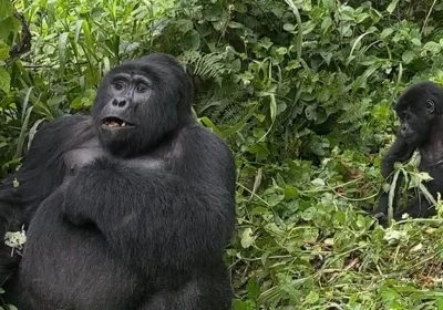 Uganda vs Rwanda Gorilla Trekking: Which Is Better?