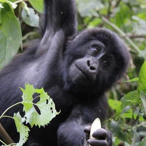 11 Days Uganda Wildlife Safari Gorillas, Chimps & Big Five Adventure