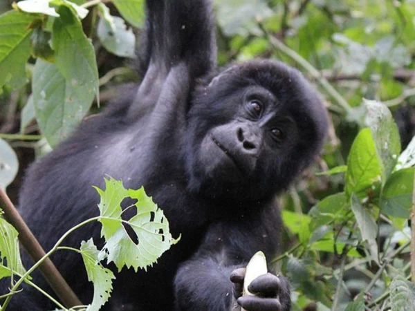11 Days Uganda Wildlife Safari Gorillas, Chimps & Big Five Adventure