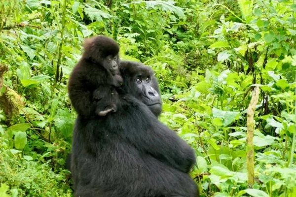 7 Day Uganda Gorilla, Chimpanzee & Wildlife Safari