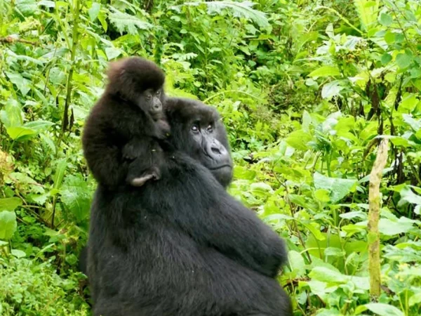 7 Day Uganda Gorilla, Chimpanzee & Wildlife Safari