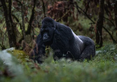 Gorilla Trekking Permits Explained