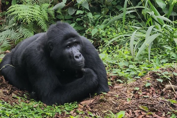 3 Day Rwanda Uganda Gorilla Trekking Safari