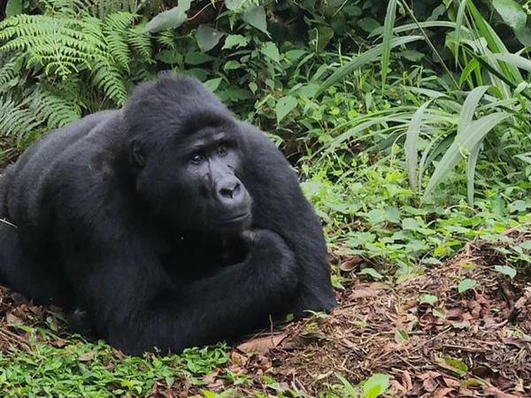3 Day Rwanda Uganda Gorilla Trekking Safari