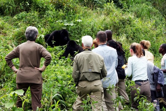 Gorilla Trekking