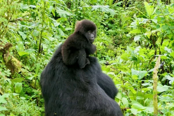 1 Day Gorilla Trekking Adventure in Uganda from Kigali