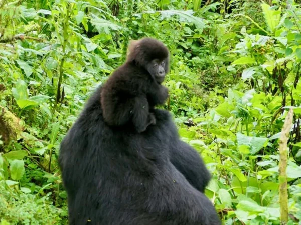 1 Day Gorilla Trekking Adventure in Uganda from Kigali