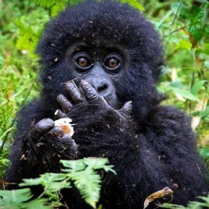 14 Day Uganda Luxury Wildlife Safari and Gorilla Adventure