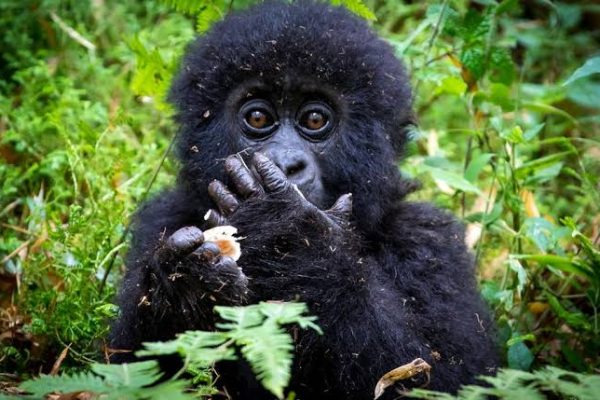 14 Day Uganda Luxury Wildlife Safari and Gorilla Adventure
